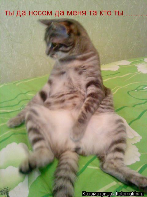 Котоматрица: ты да носом да меня та кто ты.....................................