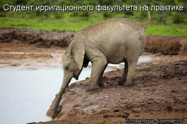 Котоматрица: Студент ирригационного факультета на практике