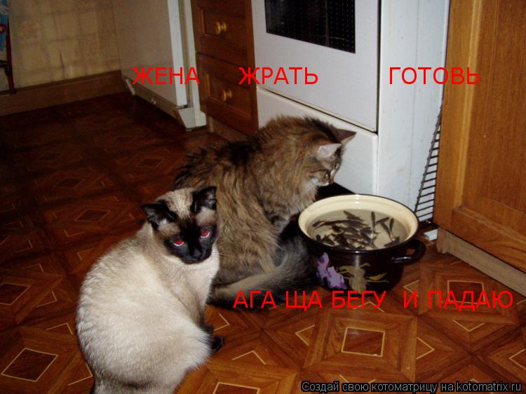 Котоматрица: ЖЕНА     ЖРАТЬ         ГОТОВЬ АГА ЩА БЕГУ  И ПАДАЮ