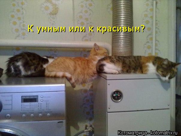 К умным или к красивым?... Котоматрица: К умным или к красивым?