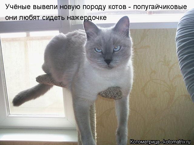 Учёные вывели новую породу котов - попугайчиковые они любят сидеть нажердочке... Котоматрица: Учёные вывели новую породу котов - попугайчиковые они любят сидеть нажердочке
