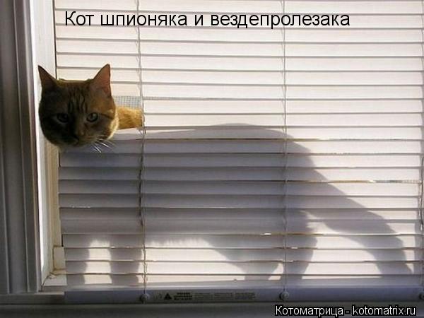 Кот шпионяка и вездепролезака... Котоматрица: Кот шпионяка и вездепролезака
