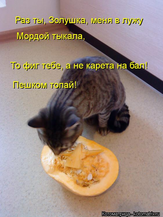 Раз ты, Золушка, меня в лужу Мордой тыкала, То фиг тебе, а не карета на бал! Пешком топай!... Котоматрица: Раз ты, Золушка, меня в лужу Мордой тыкала, То фиг тебе, а не карета на бал! Пешком топай!