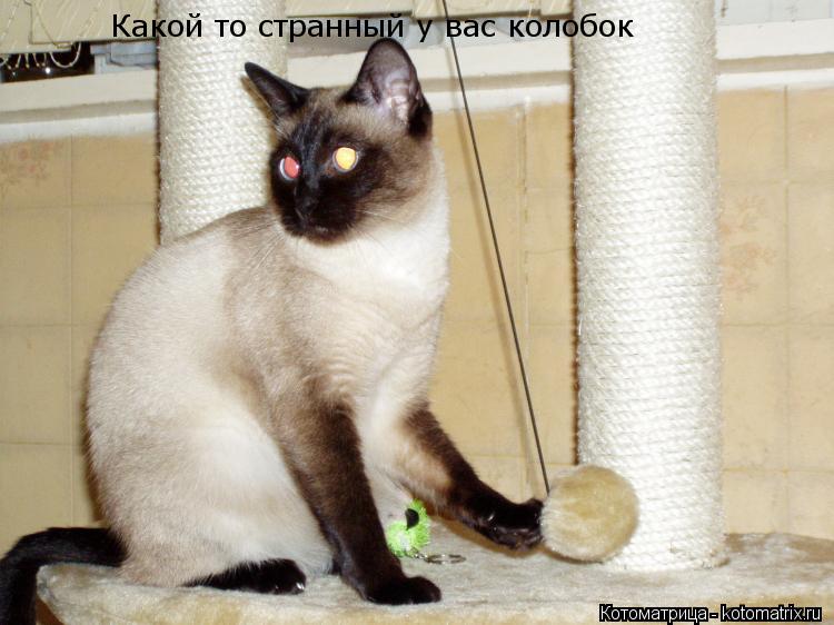 Какой то странный у вас колобок... Котоматрица: Какой то странный у вас колобок
