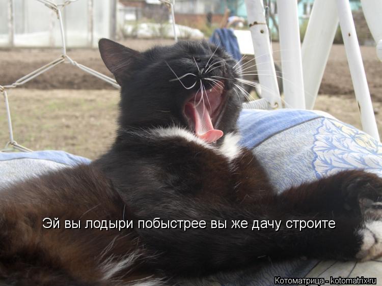 Эй вы лодыри побыстрее вы же дачу строите... Котоматрица: Эй вы лодыри побыстрее вы же дачу строите