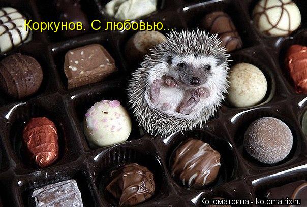 Котоматрица: Коркунов. С любовью...