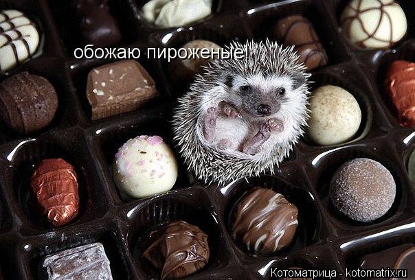 обожаю пироженые!... Котоматрица: обожаю пироженые!