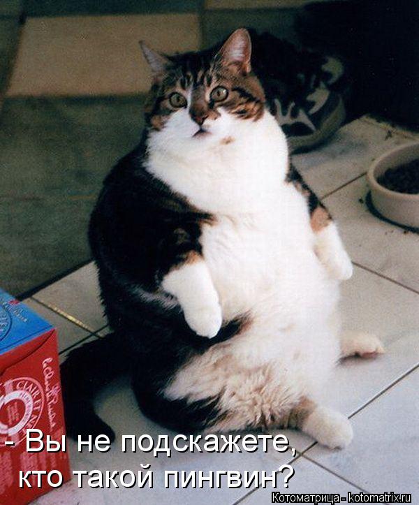 Котоматрица: - Вы не подскажете,  кто такой пингвин?