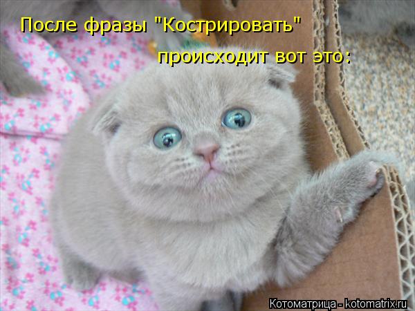 После фразы "Кострировать" происходит вот это:... Котоматрица: После фразы "Кострировать" происходит вот это: