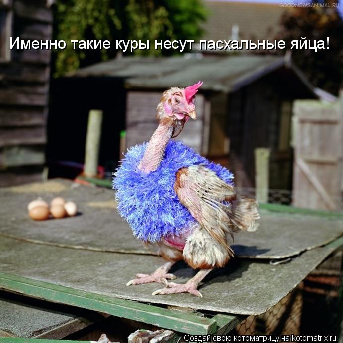 Именно такие куры несут пасхальные яйца!... Котоматрица: Именно такие куры несут пасхальные яйца!