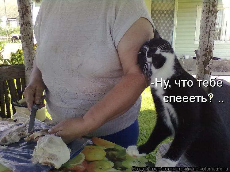 -Ну, что тебе спеееть? ..... Котоматрица: -Ну, что тебе спеееть? ..