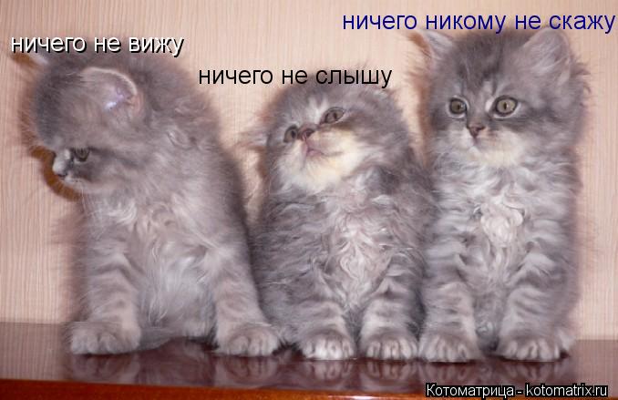 Котоматрица: ничего не вижу ничего не слышу ничего никому не скажу