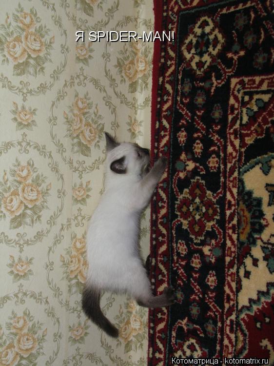 Я SPIDER-MAN!... Котоматрица: Я SPIDER-MAN!