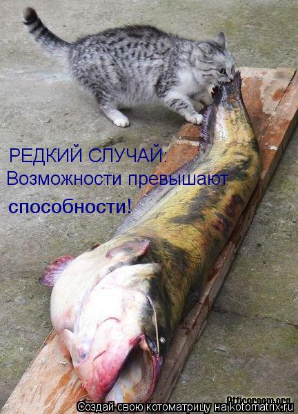 РЕДКИЙ СЛУЧАЙ: Возможности превышают способности!... Котоматрица: РЕДКИЙ СЛУЧАЙ: Возможности превышают способности!