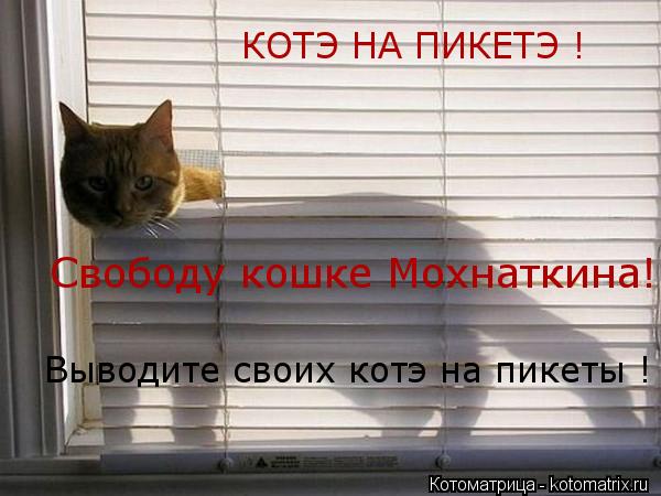 КОТЭ НА ПИКЕТЭ ! Выводите своих котэ на пикеты ! Свободу кошке Мохнаткина!... Котоматрица: КОТЭ НА ПИКЕТЭ ! Выводите своих котэ на пикеты ! Свободу кошке Мохнаткина!