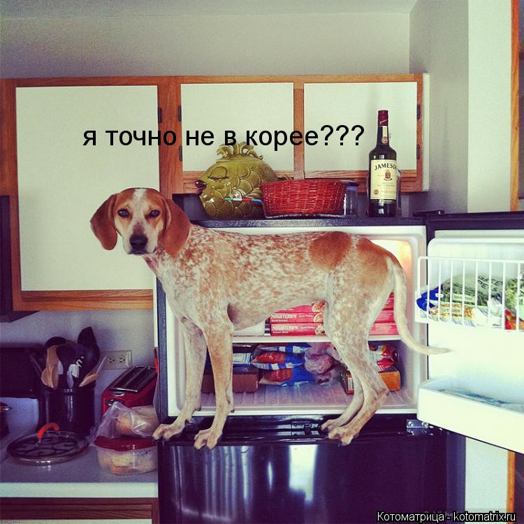 я точно не в корее???... Котоматрица: я точно не в корее???