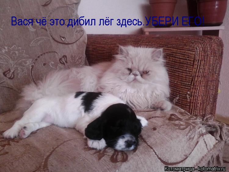 Вася чё это дибил лёг здесь.УБЕРИ ЕГО!... Котоматрица: Вася чё это дибил лёг здесь.УБЕРИ ЕГО!