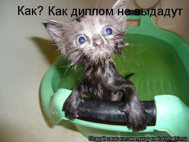 Как диплом не выдадут Как?... Котоматрица: Как диплом не выдадут Как?