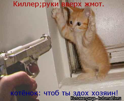 Киллер;руки вверх жмот. котёнок: чтоб ты здох хозяин!... Котоматрица: Киллер;руки вверх жмот. котёнок: чтоб ты здох хозяин!