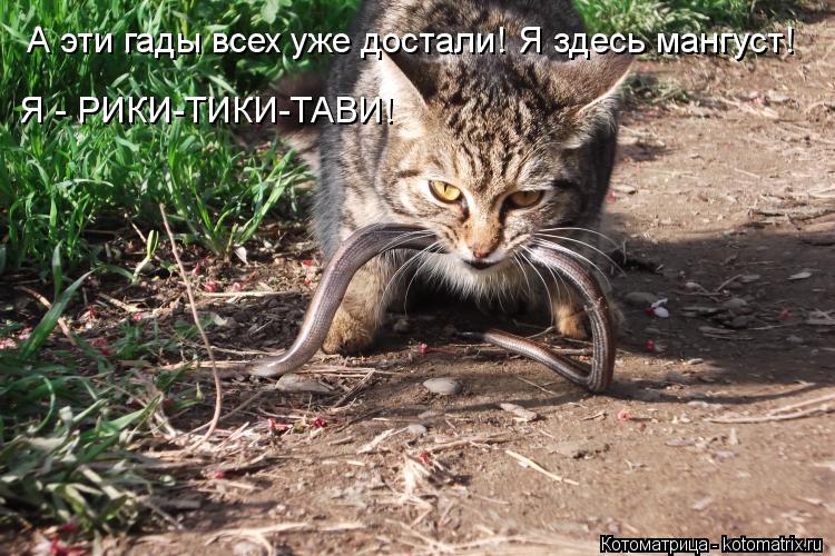 А эти гады всех уже достали! Я здесь мангуст! Я - РИКИ-ТИКИ-ТАВИ!... Котоматрица: А эти гады всех уже достали! Я здесь мангуст! Я - РИКИ-ТИКИ-ТАВИ!