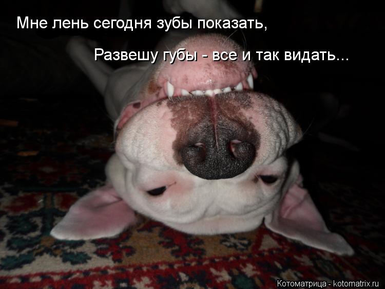 Мне лень сегодня зубы показать, Развешу губы - все и так видать...... Котоматрица: Мне лень сегодня зубы показать, Развешу губы - все и так видать...