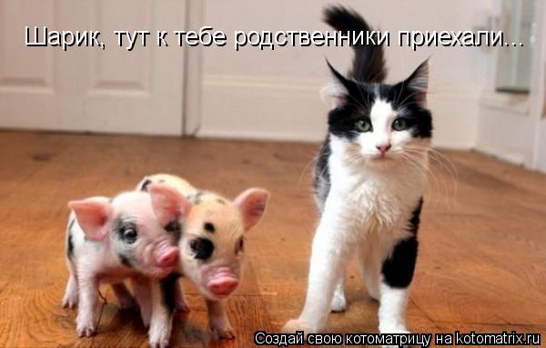 Шарик, тут к тебе родственники приехали...... Котоматрица: Шарик, тут к тебе родственники приехали...