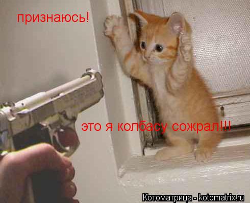 признаюсь! это я колбасу сожрал!!!... Котоматрица: признаюсь! это я колбасу сожрал!!!