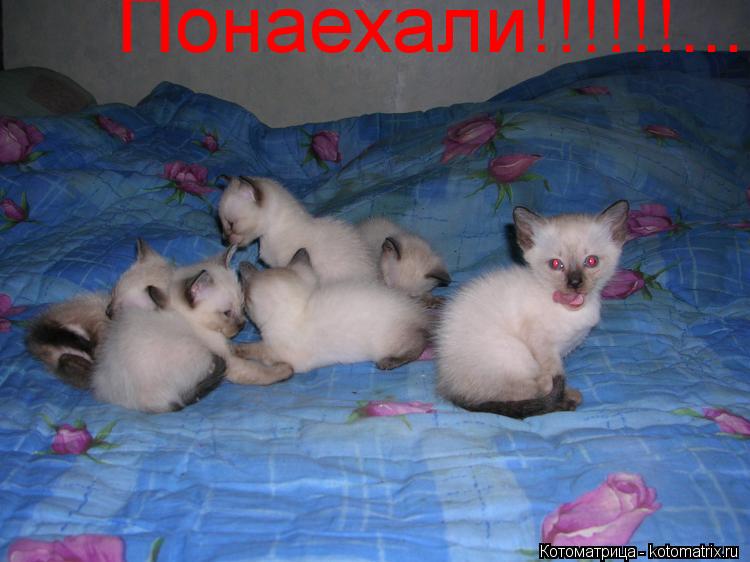 Понаехали!!!!!!........ Котоматрица: Понаехали!!!!!!.....