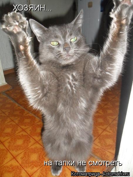 ХОЗЯИН... на тапки не смотреть... Котоматрица: ХОЗЯИН... на тапки не смотреть