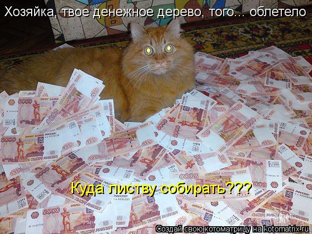 Куда листву собирать??? Хозяйка, твое денежное дерево, того... облетело... Котоматрица: Куда листву собирать??? Хозяйка, твое денежное дерево, того... облетело