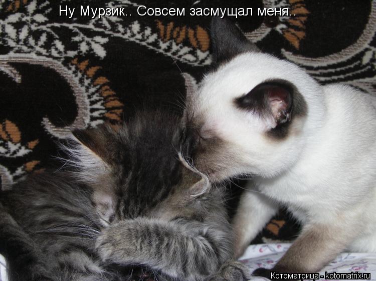 Ну Мурзик.. Совсем засмущал меня..... Котоматрица: Ну Мурзик.. Совсем засмущал меня..