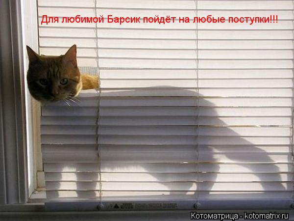 Для любимой Барсик пойдёт на любые поступки!!!... Котоматрица: Для любимой Барсик пойдёт на любые поступки!!!