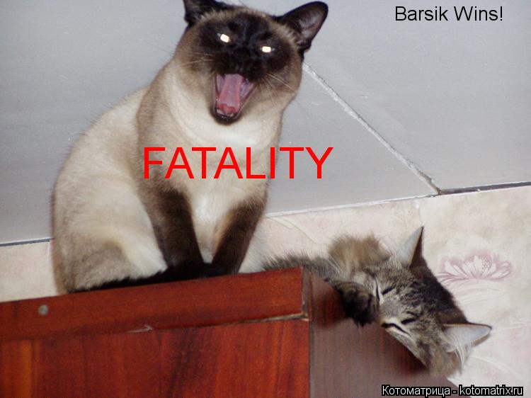 Barsik Wins! FATALITY... Котоматрица: Barsik Wins! FATALITY