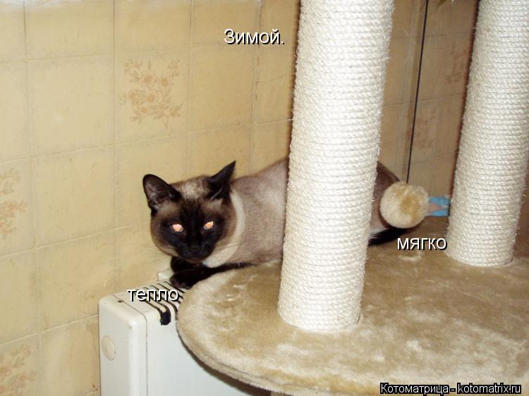 Зимой. мягко тепло... Котоматрица: Зимой. мягко тепло