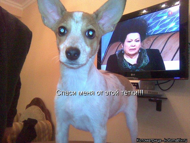 Спаси меня от этой тётки!!!... Котоматрица: Спаси меня от этой тётки!!!