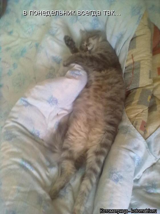 Котоматрица: в понедельник всегда так...