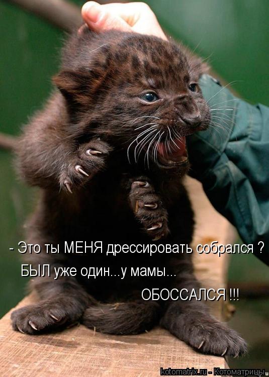 Котоматрица: - Это ты МЕНЯ дрессировать собрался ? БЫЛ уже один...у мамы... ОБОССАЛСЯ !!!