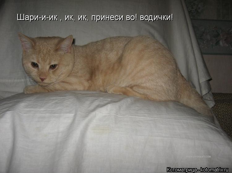 Котоматрица: Шари-и-ик , ик, ик, принеси во! водички!