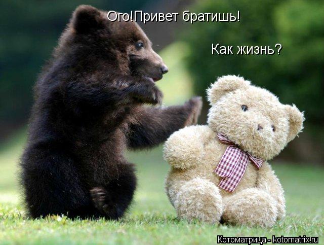 Котоматрица: Ого!Привет братишь! Как жизнь?