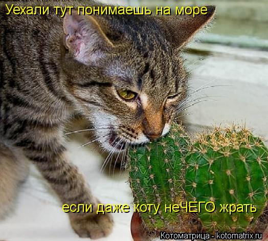 Котоматрица: Уехали тут понимаешь на море если даже коту неЧЕГО жрать