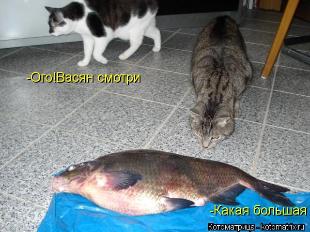 Котоматрица: -Ого!Васян смотри -Какая большая