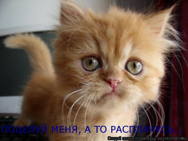 Котоматрица: ПОЦЕЛУЙ МЕНЯ, А ТО РАСПЛАЧУСЬ...