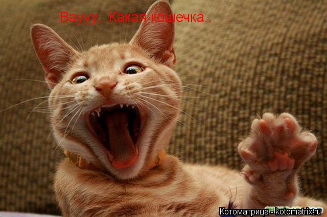 Котоматрица: Ваууу.. Какая кошечка..