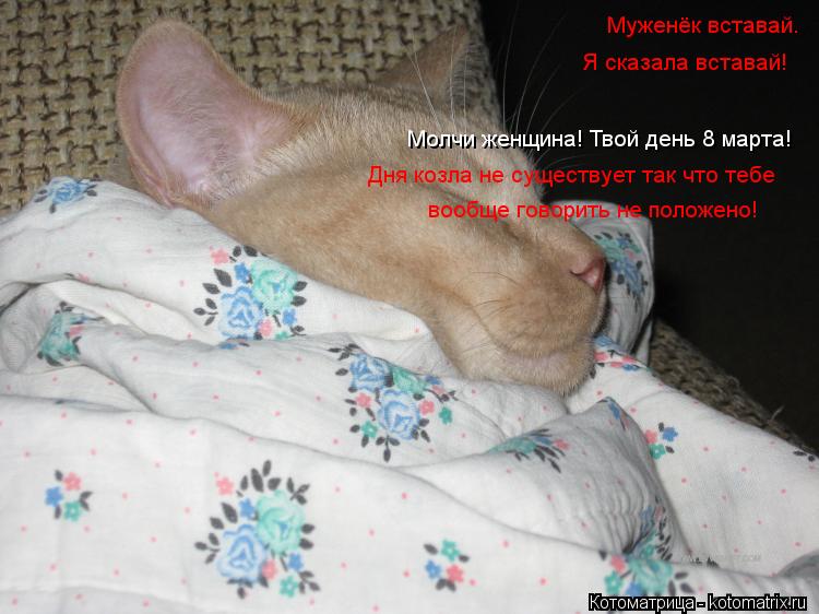 Котоматрица: Муженёк вставай. Я сказала вставай! Молчи женщина! Твой день 8 марта! Дня козла не существует так что тебе вообще говорить не положено!