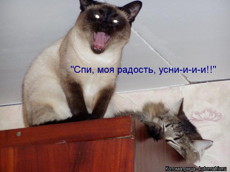 Котоматрица: "Спи, моя радость, усни-и-и-и!!"