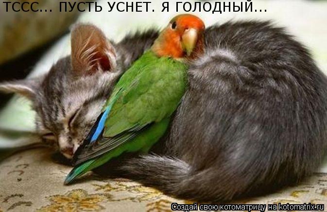 Котоматрица: ТССС... ТССС... ПУСТЬ УСНЕТ. Я ГОЛОДНЫЙ...