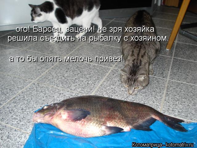 Котоматрица: ого! Барсец, зацени! не зря хозяйка  решила съездить на рыбалку с хозяином а то бы опять мелочь привез!