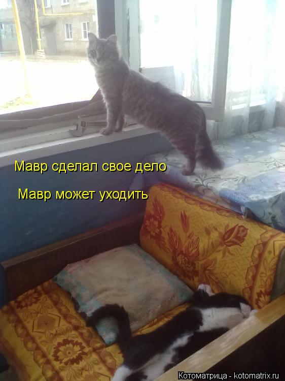 Котоматрица: Мавр сделал свое дело Мавр может уходить