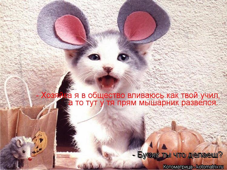 Котоматрица: - Бусик ты что делаеш? - Бусик ты что делаеш? - Хозяйка я в общество вливаюсь как твой учил,  а то тут у тя прям мышарник развелся.