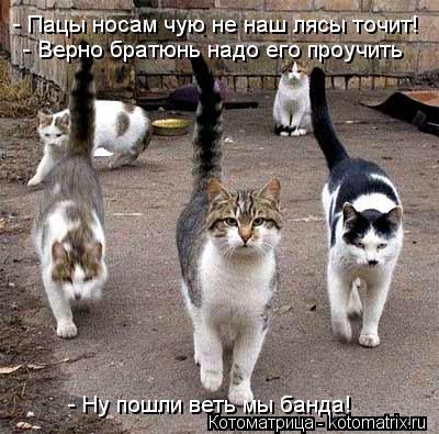 Котоматрица: - Пацы носам чую не наш лясы точит! - Верно братюнь надо его проучить - Ну пошли веть мы банда!